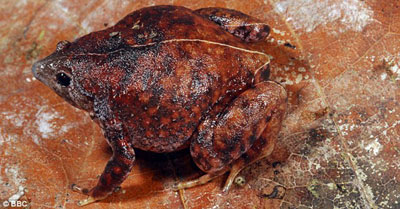 科學(xué)家發(fā)現(xiàn)“失落的世界” 老鼠如貓大、魚會打呼嚕