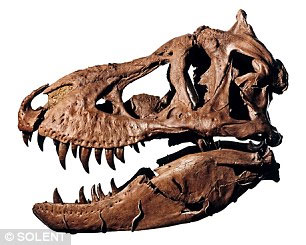 世界最大霸王龍骨架將被拍賣 售價或達(dá)480萬英鎊