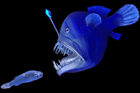 柏林自然博物館展出深海奇異生物