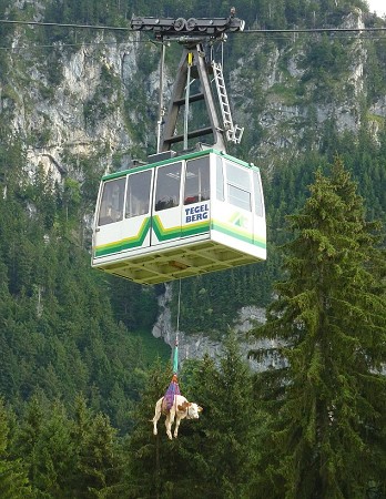 德國(guó)牧民趕時(shí)間 山地救援纜車(chē)運(yùn)送奶牛