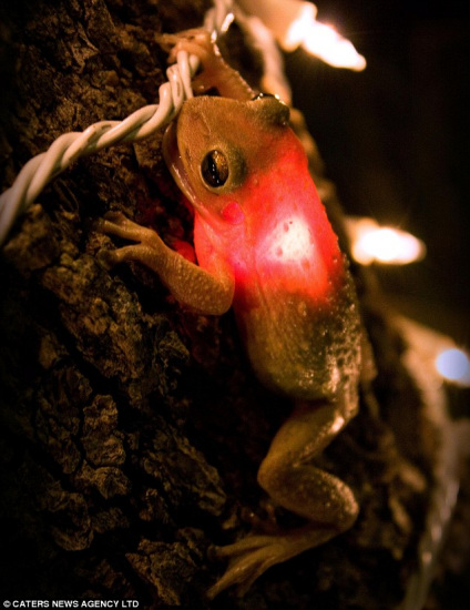 貪吃樹蛙誤吞燈泡導致肚子發光(圖)