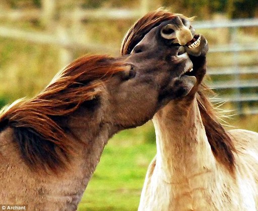 英國(guó)馬兒會(huì)“齜牙笑”？網(wǎng)友熱議編笑話