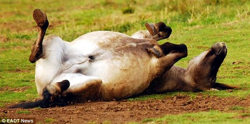 英國(guó)馬兒會(huì)“齜牙笑”？網(wǎng)友熱議編笑話