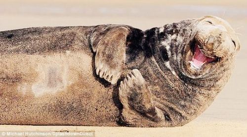 英國(guó)馬兒會(huì)“齜牙笑”？網(wǎng)友熱議編笑話