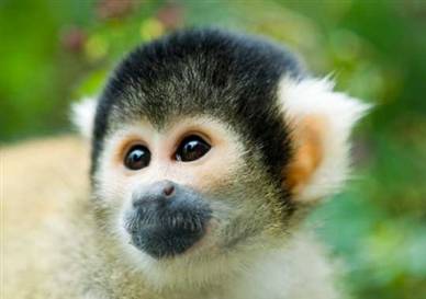 Image: Squirrel monkey NASA將使用松鼠猴測試太空輻射影響