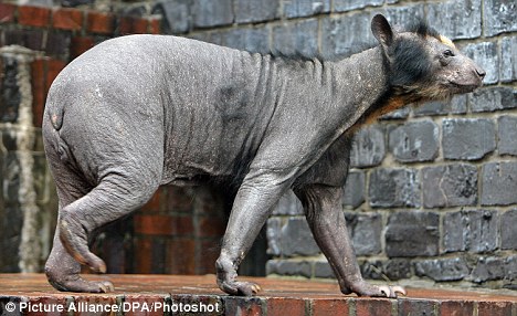 德國動物園中一頭熊全身毛掉光成“裸體熊”