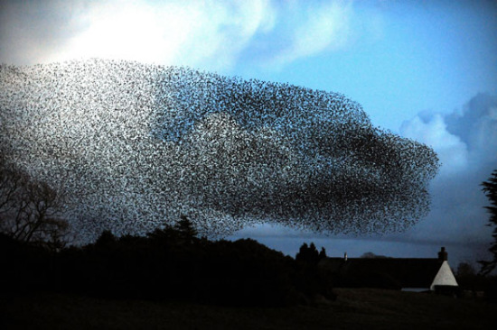 數萬八哥返回英國過冬 遮天蔽日場面壯觀