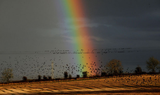 數萬八哥返回英國過冬 遮天蔽日場面壯觀