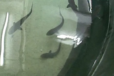 新西蘭鯊魚遭意外“剖腹產” 一胞八胎皆存活