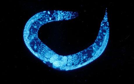 數千英國線蟲將搭“亞特蘭蒂斯”號環游太空