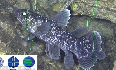 日本科學家首次拍到“活化石”腔棘魚活動視頻