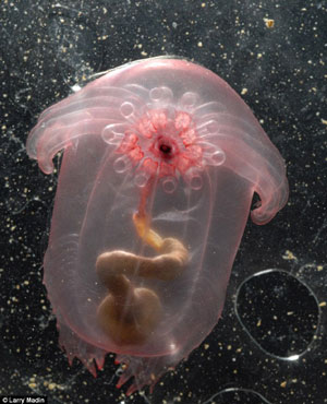 10年科考成果斐然 千米以下深海發現5000余種生物