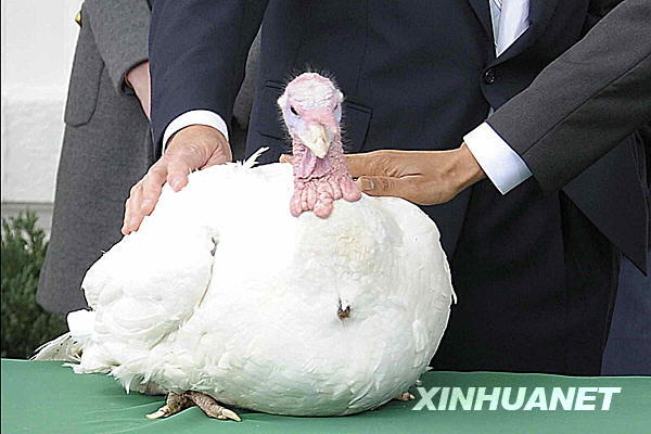 奧巴馬感恩節前赦免火雞