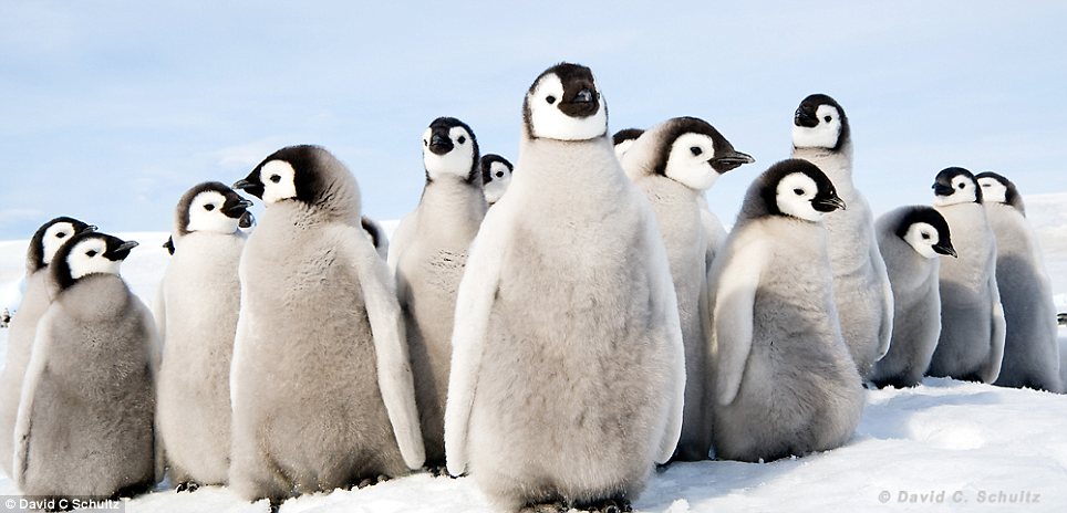 新年動物溫馨圖片