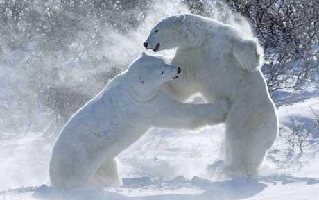 新年動物溫馨圖片