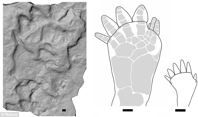 波蘭發現3.95億年前最古老海洋生物登陸腳印