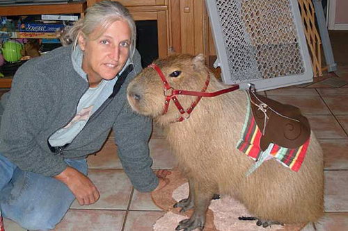 世界最大的嚙齒寵物水豚網絡走紅