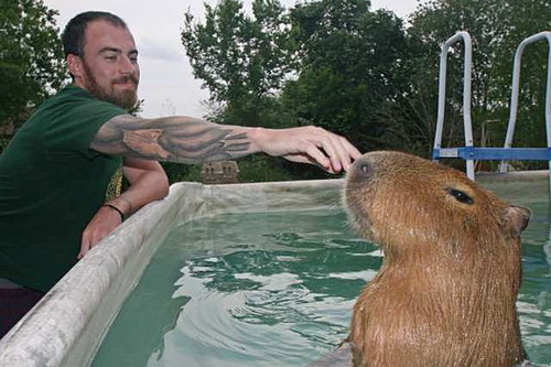世界最大的嚙齒寵物水豚網絡走紅