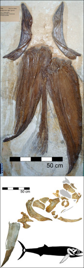 科學家發現遠古巨魚 堪比現代鯨魚