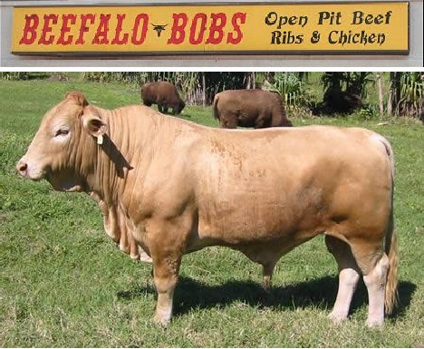 十大奇特雜交動(dòng)物：蜘蛛山羊產(chǎn)絲硬比鋼絲