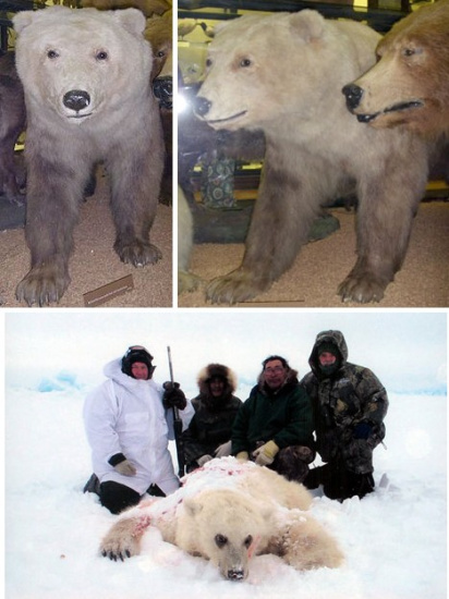 十大奇特雜交動物：蜘蛛山羊產絲硬比鋼絲