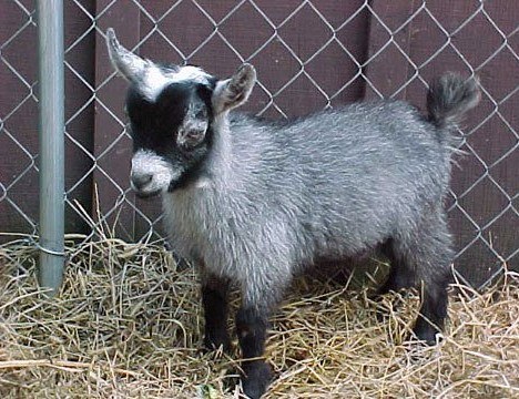 十大奇特雜交動(dòng)物：蜘蛛山羊產(chǎn)絲硬比鋼絲