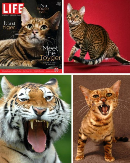 十大奇特雜交動物：蜘蛛山羊產絲硬比鋼絲