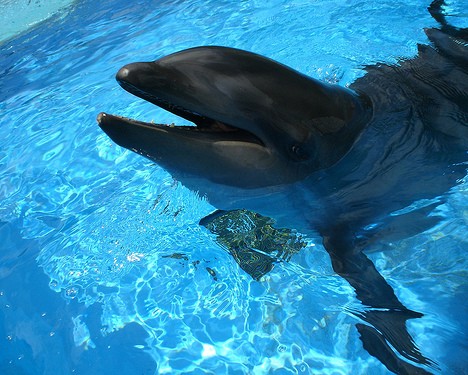 十大奇特雜交動(dòng)物:蜘蛛山羊產(chǎn)絲硬比鋼絲