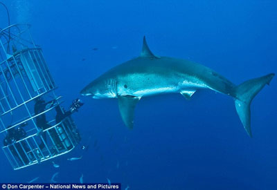 大白鯊面對鏡頭齜牙一笑 可愛亦可怕!
