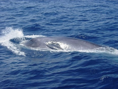 美壽司店因出售瀕危鯨魚肉被起訴 主廚或將坐牢