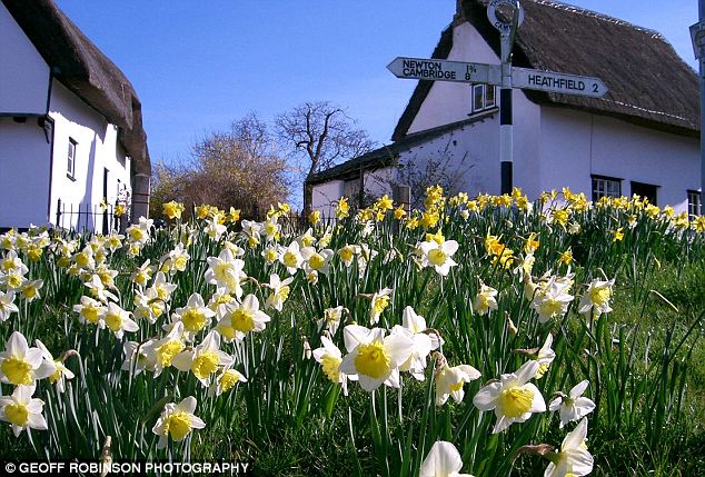 水仙像大蔥 英最大水仙節首次無花開幕