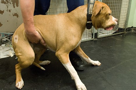 英惡犬主人殘害無(wú)辜少年致死 驗(yàn)狗DNA將其定罪