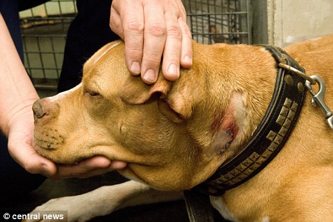 英惡犬主人殘害無(wú)辜少年致死 驗(yàn)狗DNA將其定罪