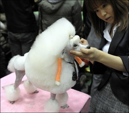 東京寵物狗選美大賽 誰是最靚“暗夜女巫”
