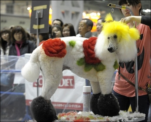 東京寵物狗選美大賽 誰是最靚“暗夜女巫”