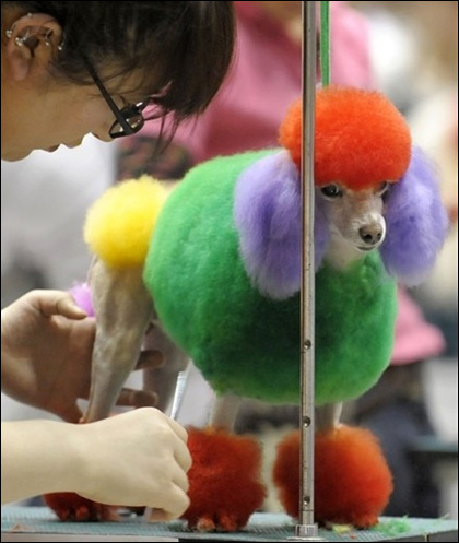 東京寵物狗選美大賽 誰是最靚“暗夜女巫”