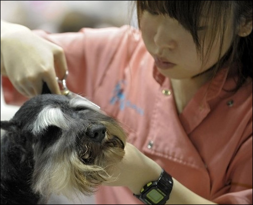 東京寵物狗選美大賽 誰是最靚“暗夜女巫”