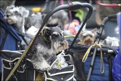 東京寵物狗選美大賽 誰是最靚“暗夜女巫”