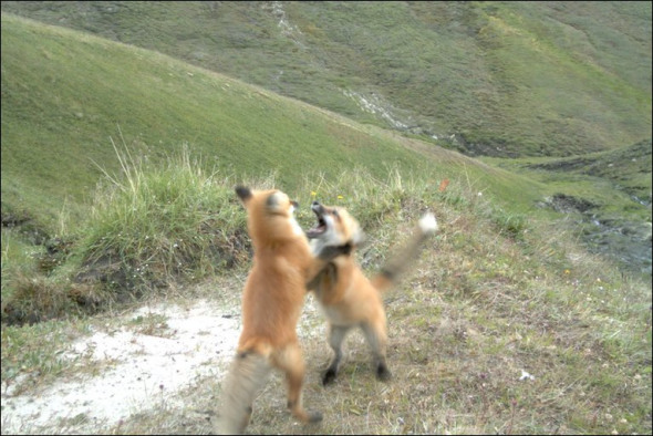 揭秘雪地精靈北極狐：捕食旅鼠喂養(yǎng)幼崽(圖)