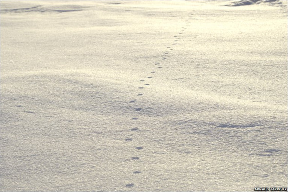 揭秘雪地精靈北極狐：捕食旅鼠喂養(yǎng)幼崽(圖)