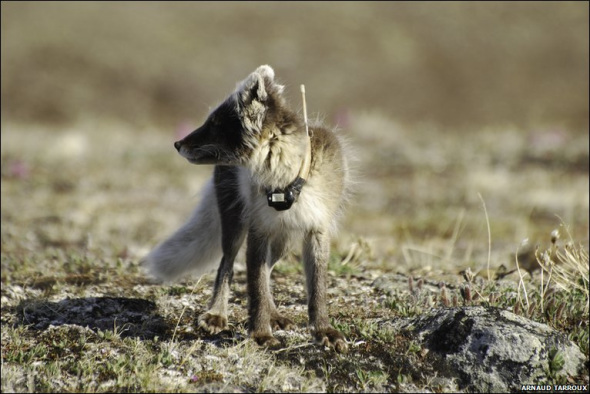 揭秘雪地精靈北極狐：捕食旅鼠喂養(yǎng)幼崽(圖)