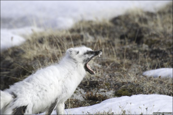 揭秘雪地精靈北極狐：捕食旅鼠喂養(yǎng)幼崽(圖)