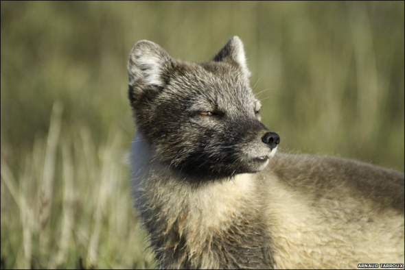 揭秘雪地精靈北極狐：捕食旅鼠喂養(yǎng)幼崽(圖)