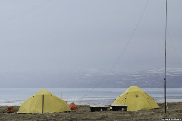 揭秘雪地精靈北極狐：捕食旅鼠喂養(yǎng)幼崽(圖)