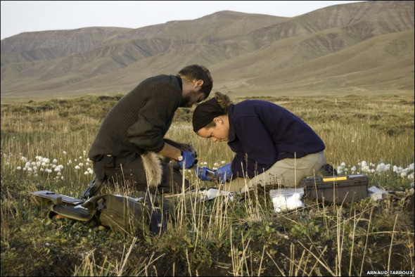 揭秘雪地精靈北極狐：捕食旅鼠喂養(yǎng)幼崽(圖)