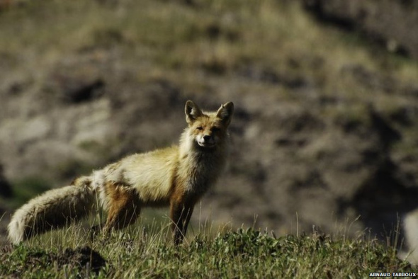 揭秘雪地精靈北極狐：捕食旅鼠喂養(yǎng)幼崽(圖)