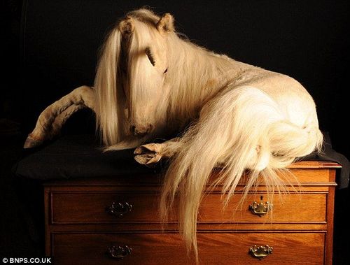 世界上最奇異的