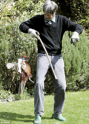 英鳥類學家遭瘋狂孔雀蹲守攻擊 每天翻后窗進出家