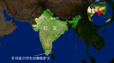 印度色魔公象殺害12只母象 遭15人專案組追捕