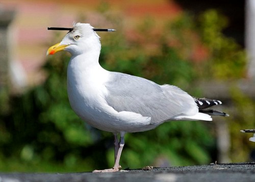 英國(guó)海鷗頭部被飛鏢洞穿 頭頂兇器照飛不誤